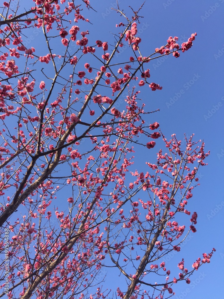 cherry cherry