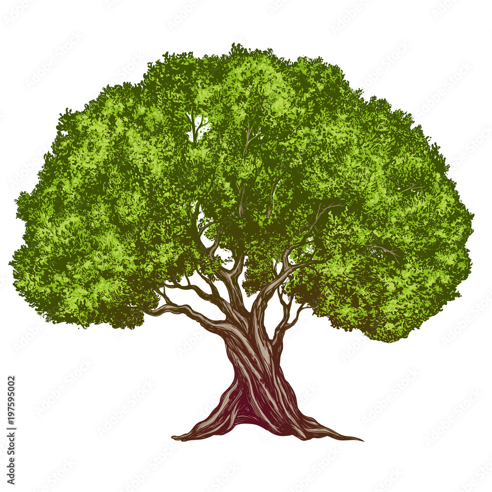 Olive tree hand drawn vector illustration realistic sketch color ...