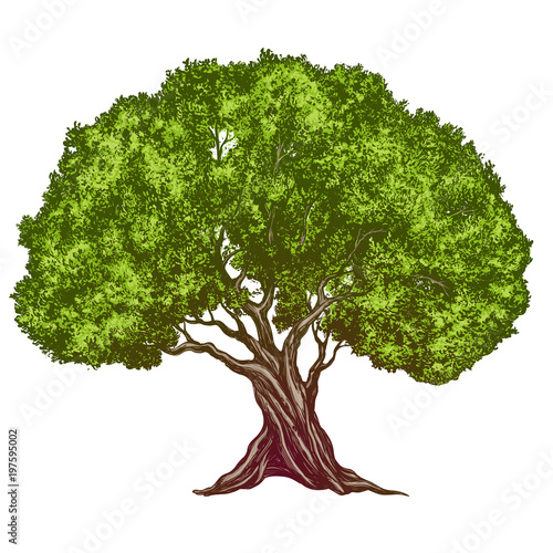 Olive tree hand drawn vector illustration realistic sketch color