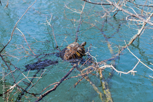 Little River turtle crawls on overgrown mud log. Wild untouched nature  animal in its natural habitat