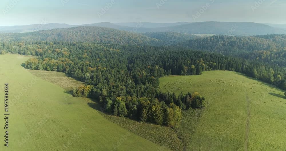 Aerial shot of sheep grazing in the pasture, autumn, 4k Aerial shot of sheep grazing in the pasture, autumn, 4k
