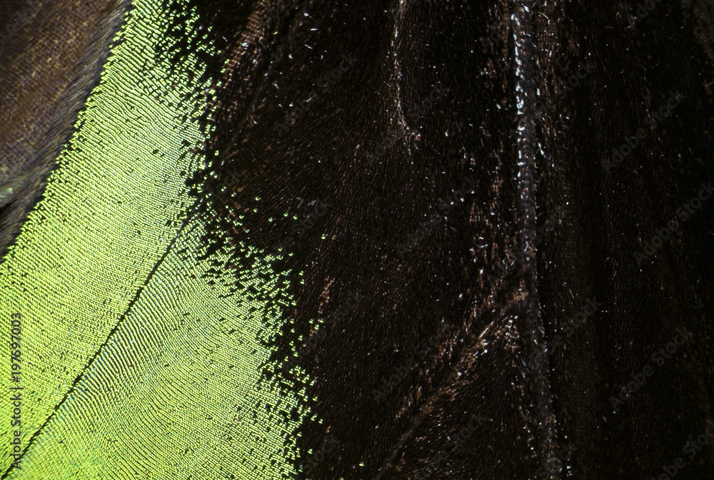 Obraz premium Trogonoptera brookiana - Rajah Brooke Birdwings- tropical buttelfly - detail under stereomicroscope