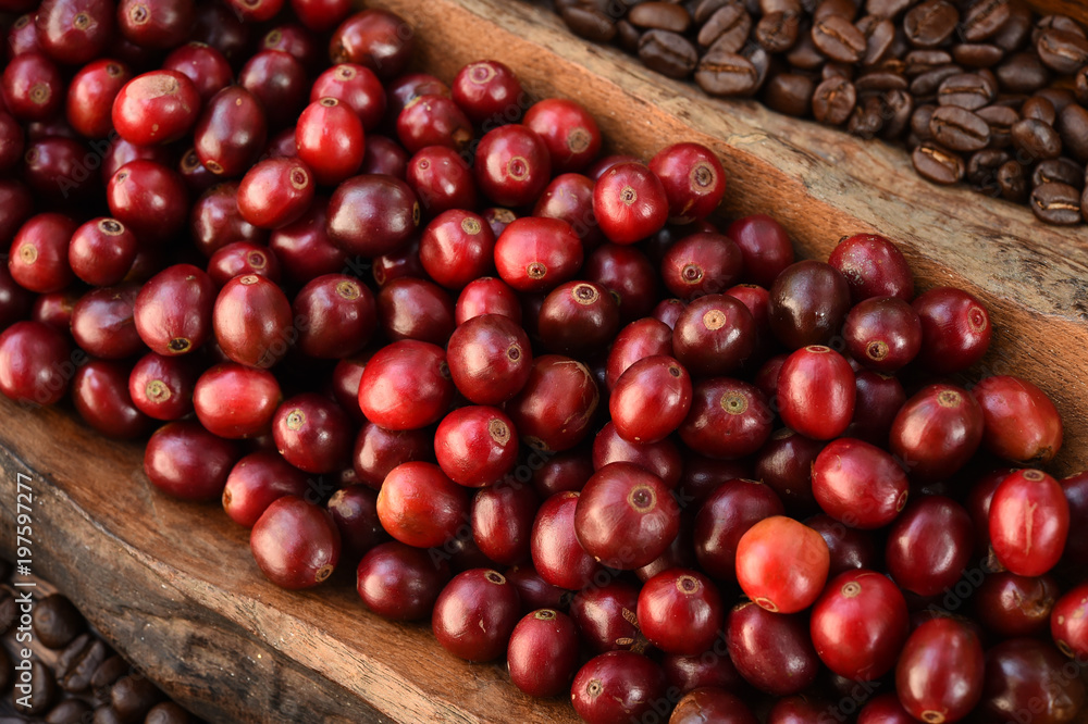 Coffee beans and fresh berries beans on wooden background Coffee beans and fresh berries beans on wooden background