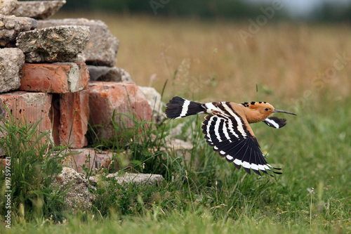 The Eurasian hoopoe (Upupa epops) sitting on the stone nest with green background. Hoopoe with erect crest.