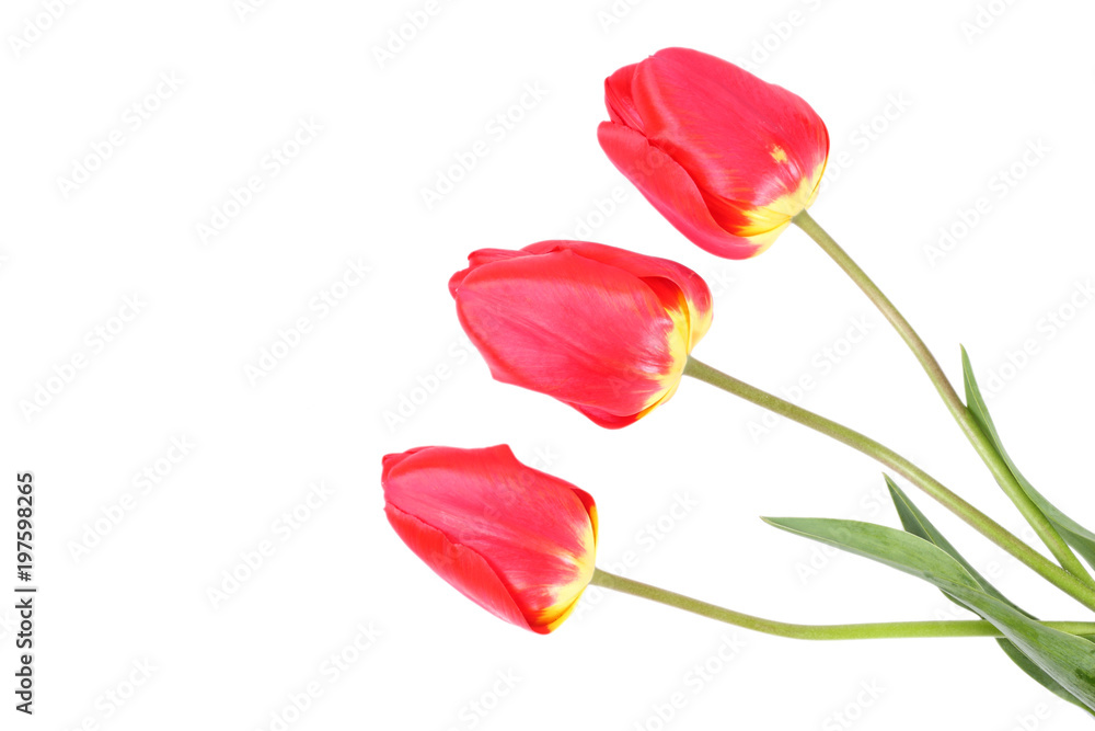 red tulip flower isolated on white background