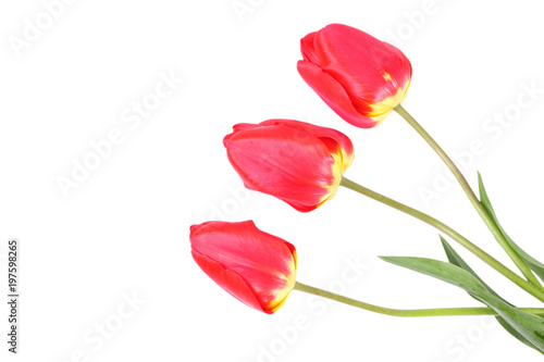 Fototapeta Naklejka Na Ścianę i Meble -  red tulip flower isolated on white background