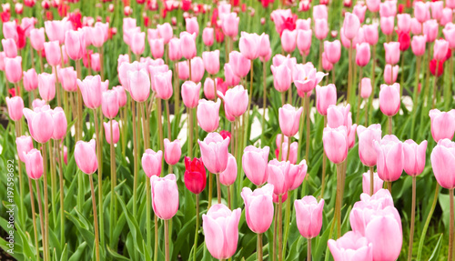 beautiful pink tulips