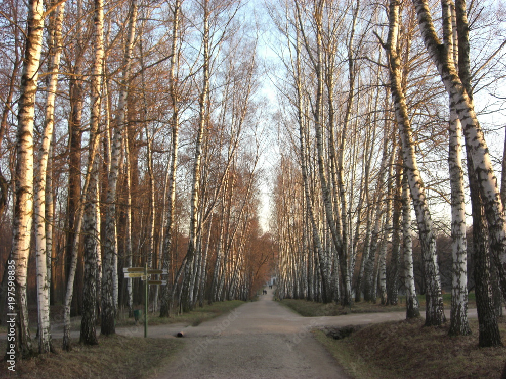 Obraz premium Ясная поляна