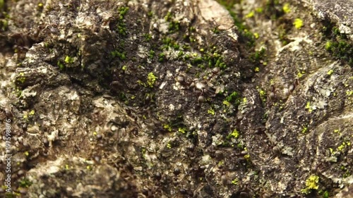 March ants Lasius alienus move in dense rows on the bark of a tree in the foothills of the Caucasus photo