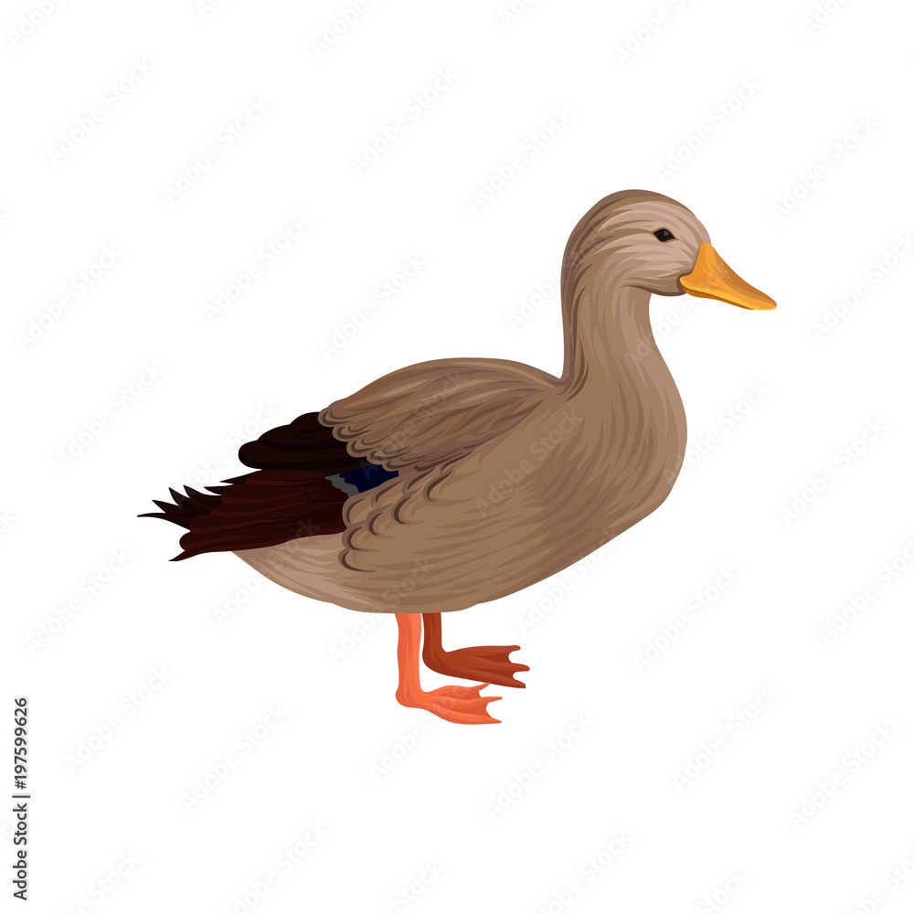 Domestic duck, poultry breeding vector Illustration on a white background Domestic duck, poultry breeding vector Illustration on a white background