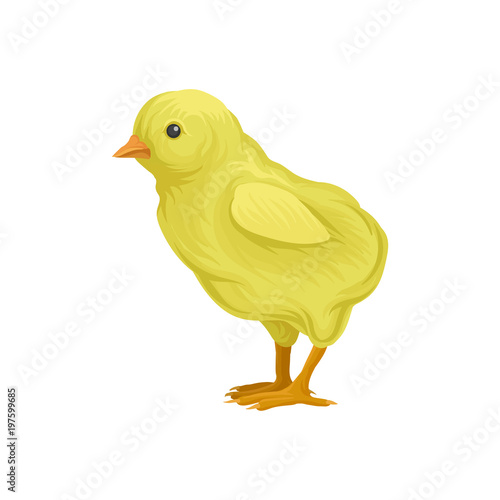 ute little yellow chick, poultry breeding vector Illustration on a white background