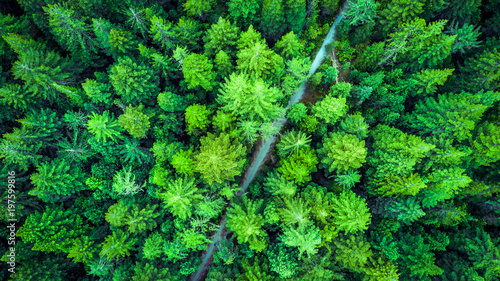Aerial view on a road running through Redwood Forest. Whakarewarewa Forest, Rotorua, New Zealand.