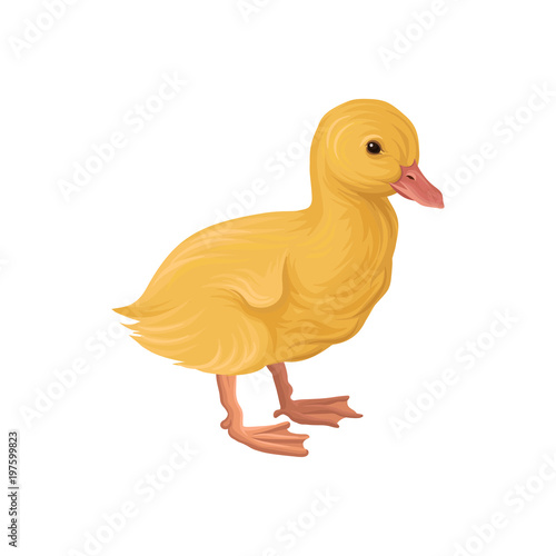  ute little yellow duckling, poultry breeding vector Illustration on a white background
