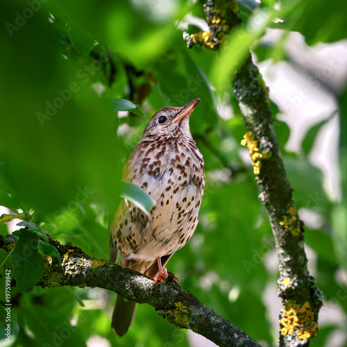 Young fieldfare (Turdus pilaris) is hiding in the green bushes while waiting for feeding. portrait of a bird