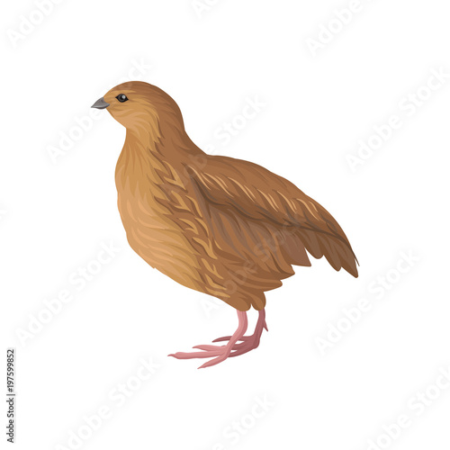 Quail, poultry breeding vector Illustration on a white background