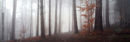 Panoramic view to the misty forest
