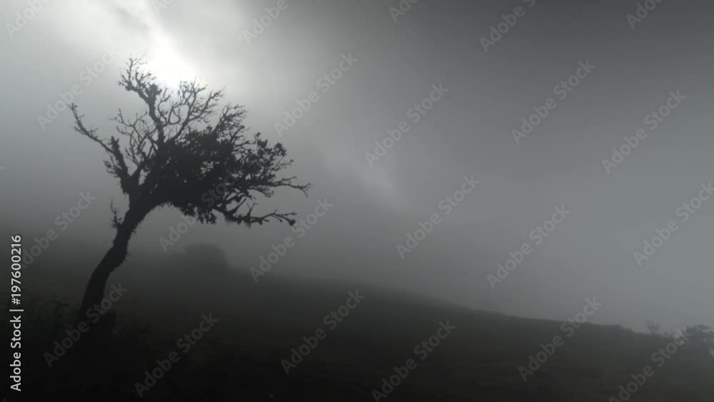 A beautiful silhouette of a tree on windy and misty mountain. A beautiful silhouette of a tree on windy and misty mountain.
