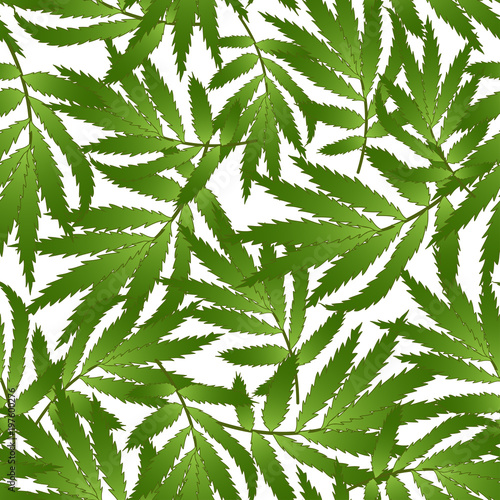 Marigold Leaves - Tagetes o...