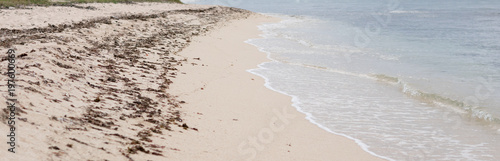 Brown sargassum seaweed washed up on Vero Beach, Florida photo