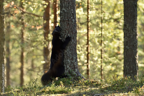 Wolverine in a forest starting to climb on a tree