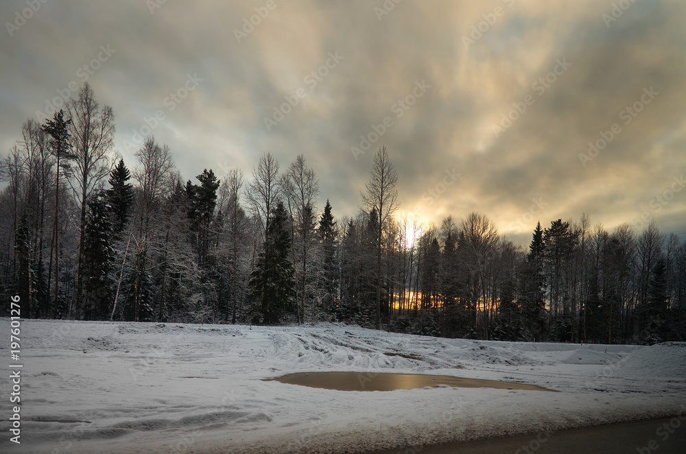 Russia. Karelia. Karelian forests in winter. Trees in the snow.