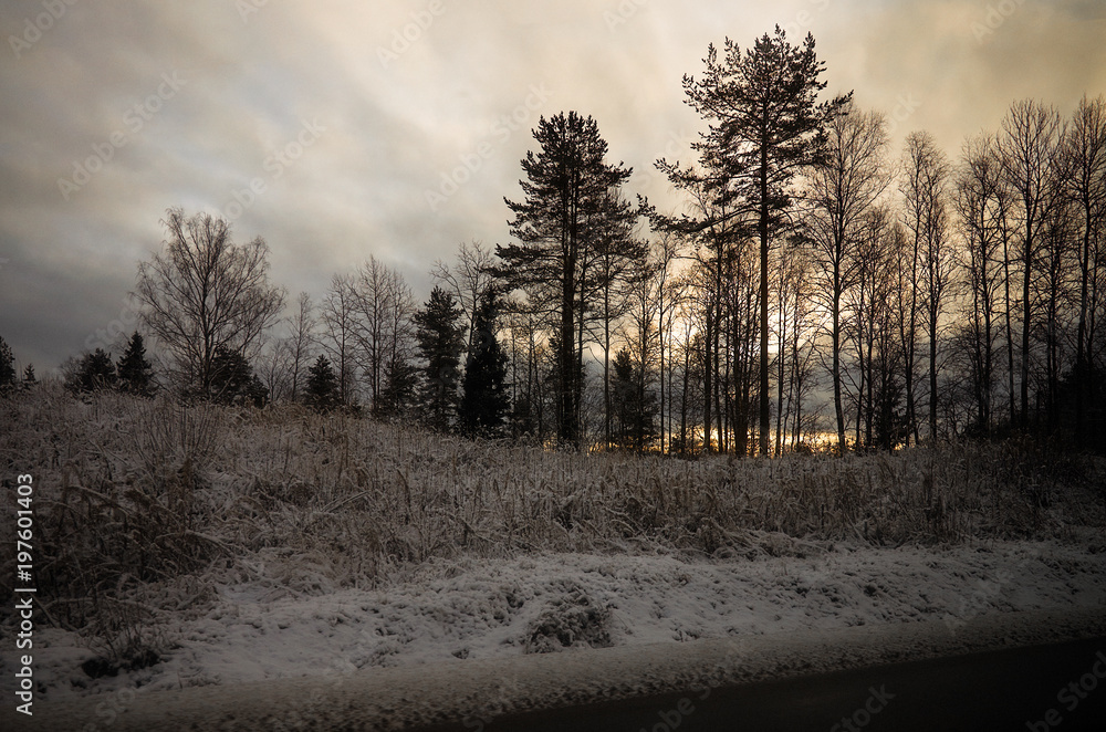 Russia. Karelia. Karelian forests in winter. Trees in the snow. Russia. Karelia. Karelian forests in winter. Trees in the snow.
