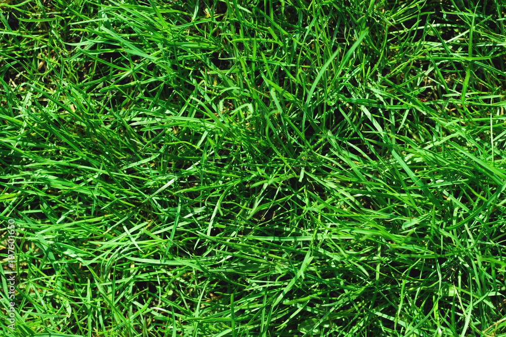 Close-up of uncultivated wild green lawn. View from above. Green juicy grass background for spring and summer Close-up of uncultivated wild green lawn. View from above. Green juicy grass background for spring and summer