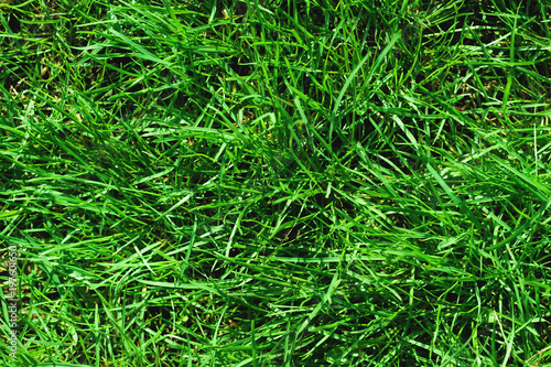 Close-up of uncultivated wild green lawn. View from above. Green juicy grass background for spring and summer
