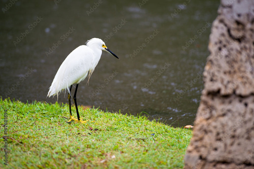 Fototapeta premium Great Egret on the background of a green grass