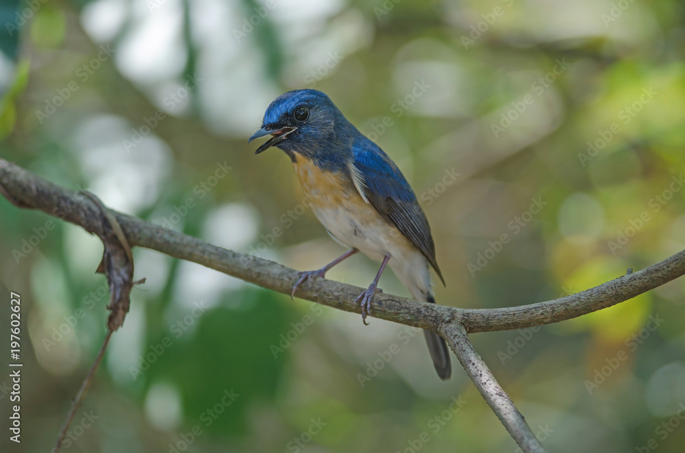 Blue-throated Blue Flycatcher