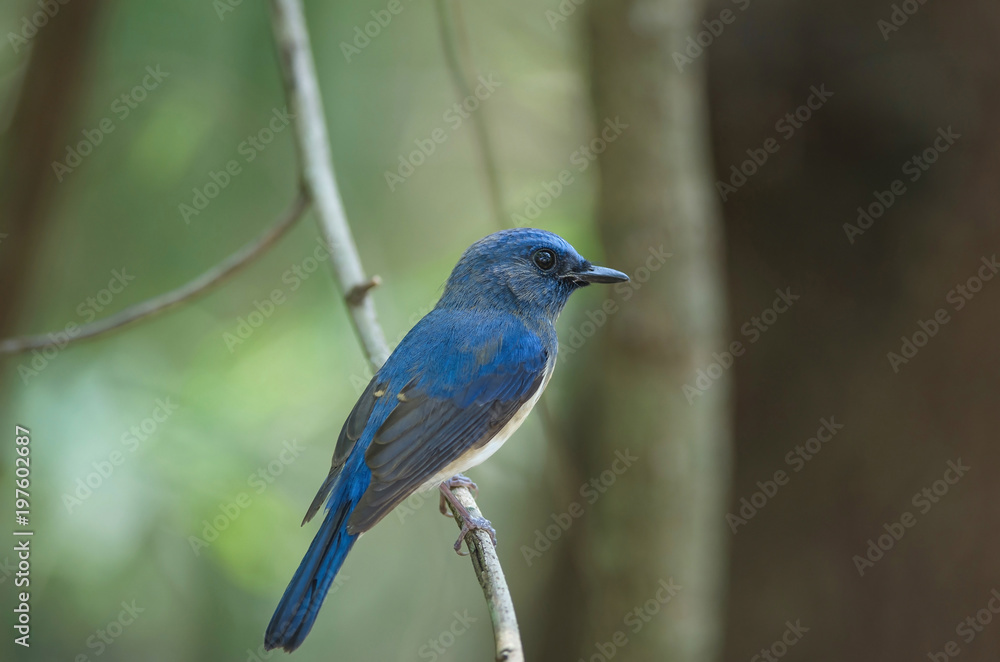 Blue-throated Blue Flycatcher Blue-throated Blue Flycatcher