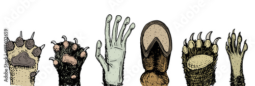 Paws of animals or footprints and wildlife. hands of monkey and dog, bear and frog, cat and hoof of cow. Domestic or farm or pets. Traces of mammals.