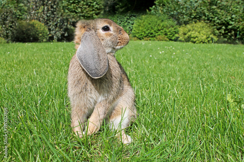 Brown Lop-earred rabbit  on green grass background. Springtime. photo