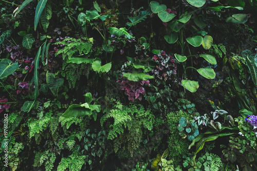 Photography close up view of plants with green leaves