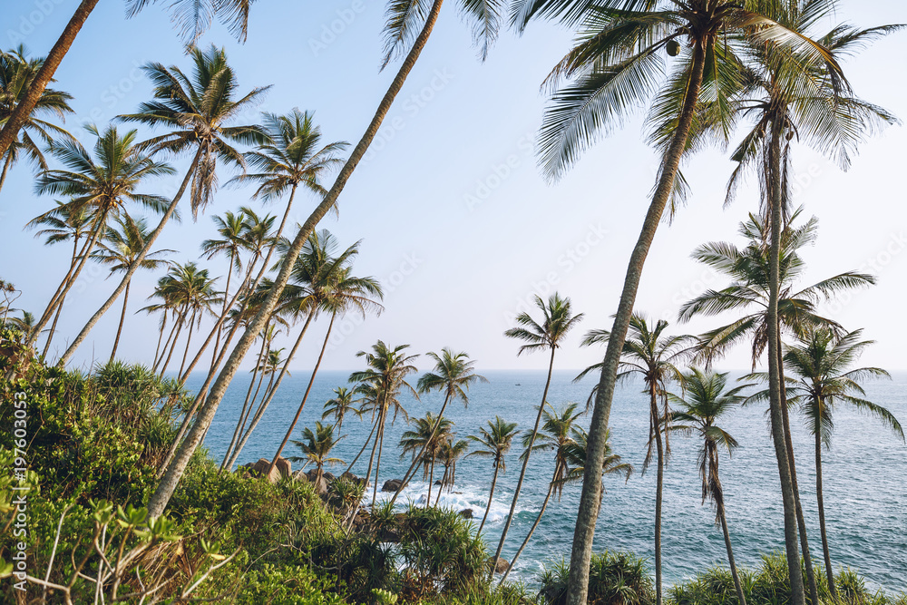Beautiful scenic view of palm trees on coastline, mirissa, sri lanka Beautiful scenic view of palm trees on coastline, mirissa, sri lanka