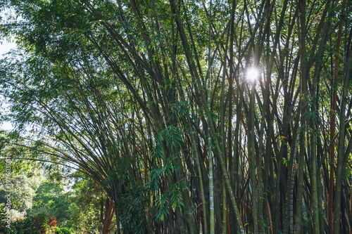 scenic view of trees with green foliage  kandy  sri lanka