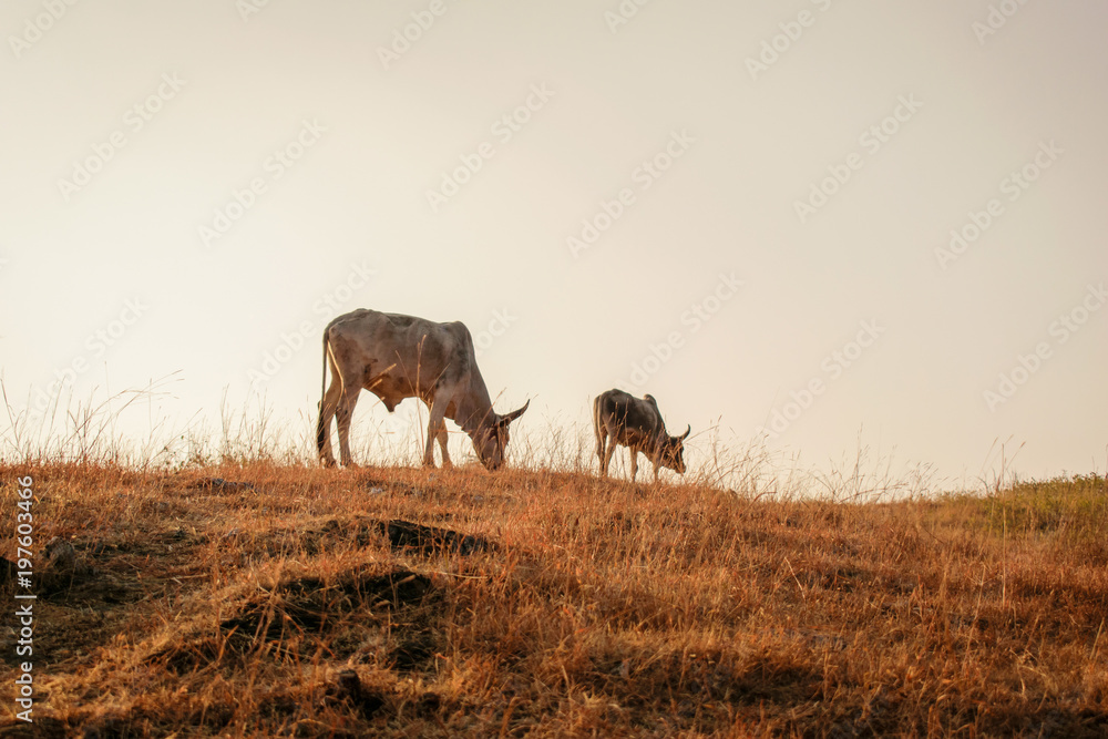 Fototapeta premium cows eating grass in open field