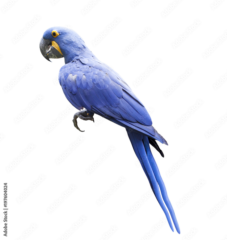 Naklejka premium side view full body of hyacin macaw bird isolated white background