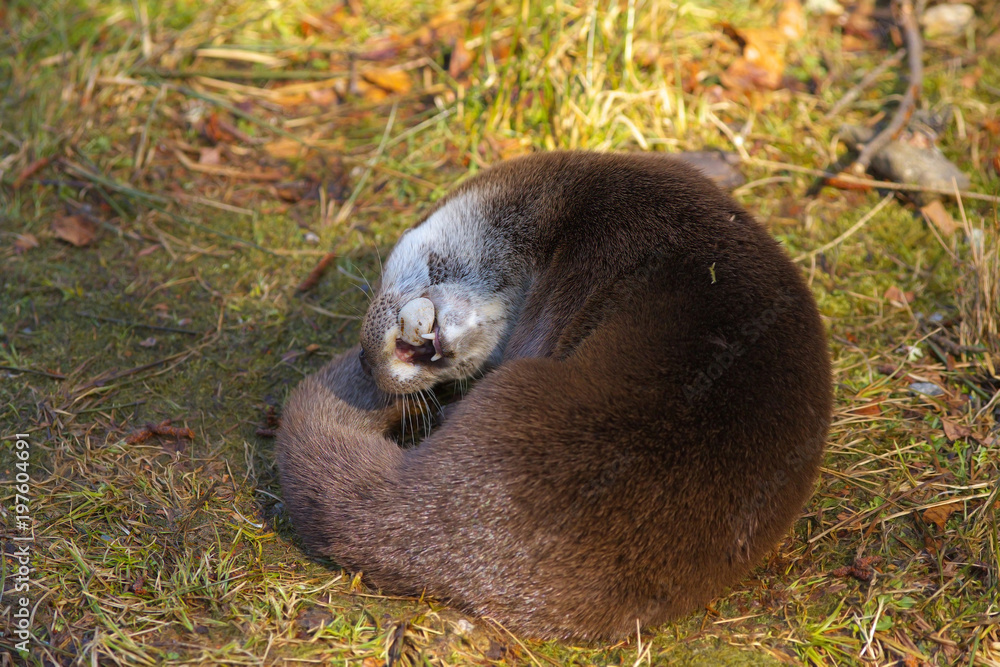 Otter playing with a stone in its mounth Otter playing with a stone in its mounth