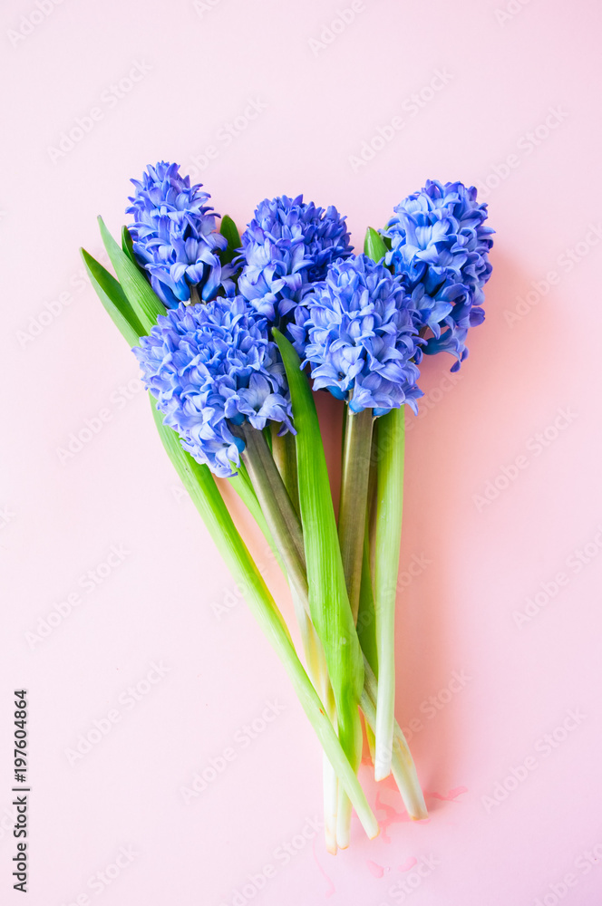 Fototapeta premium Purple hyacinth flowers on a pink backdrop. Top view and copy space.