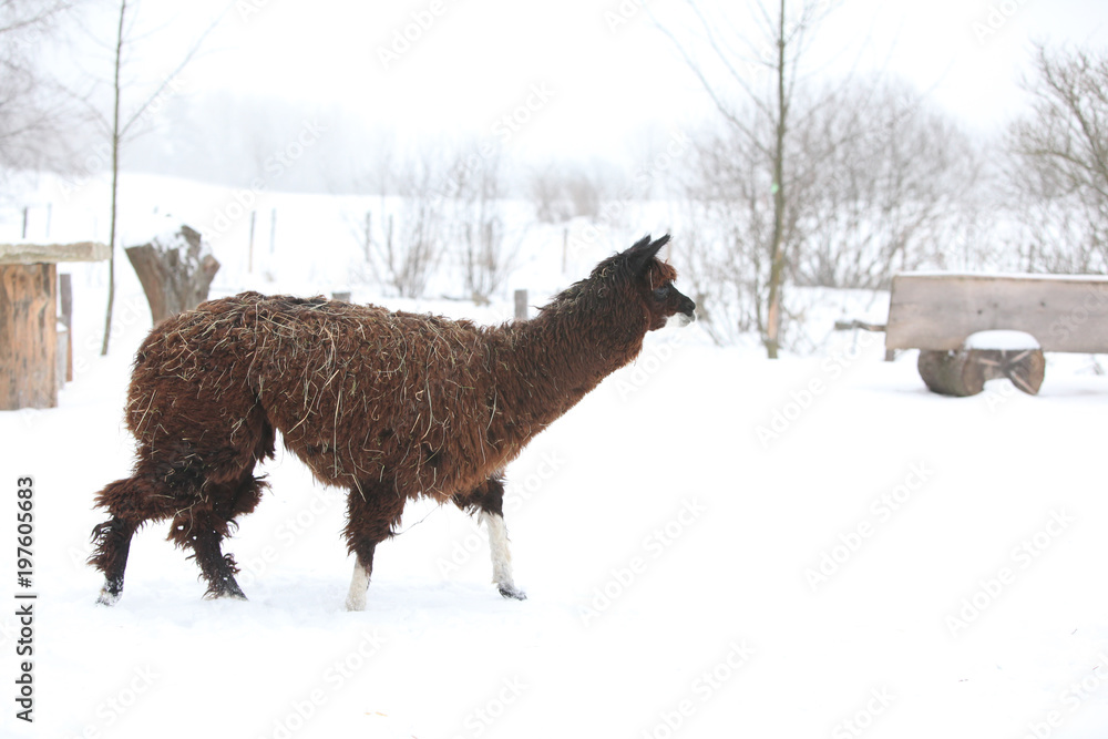 Fototapeta premium Adorable llama in winter