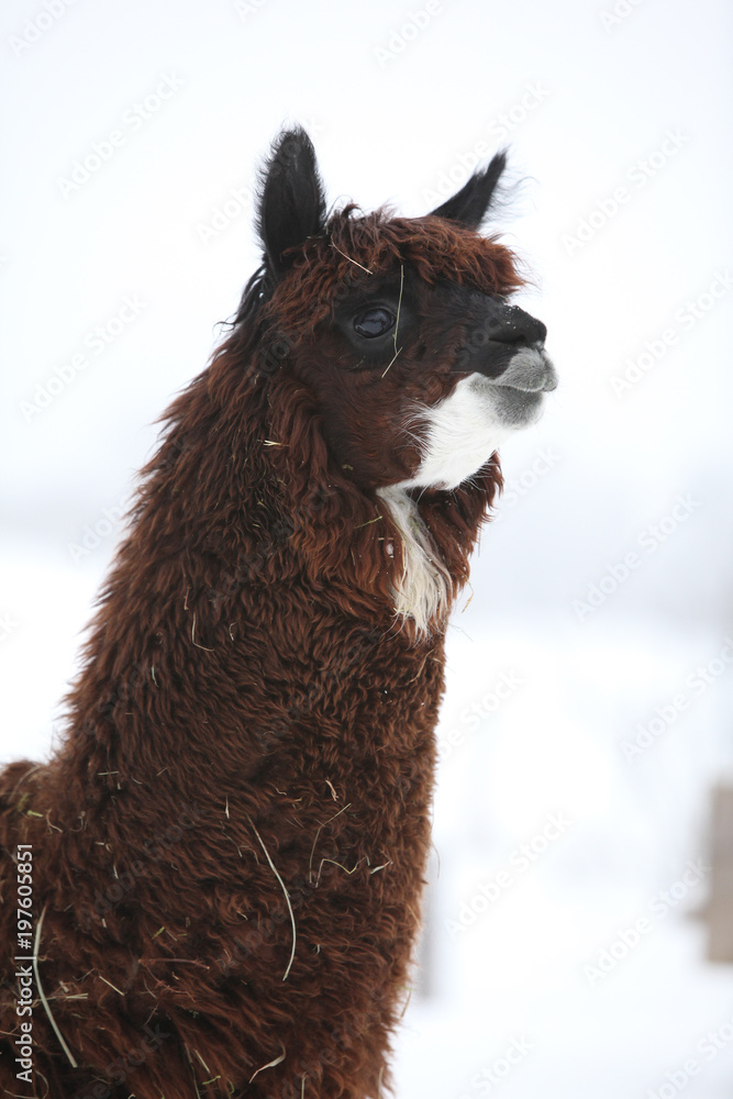 Obraz premium Adorable llama in winter