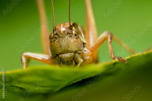 Photo macro with details of the head of the grasshopper/