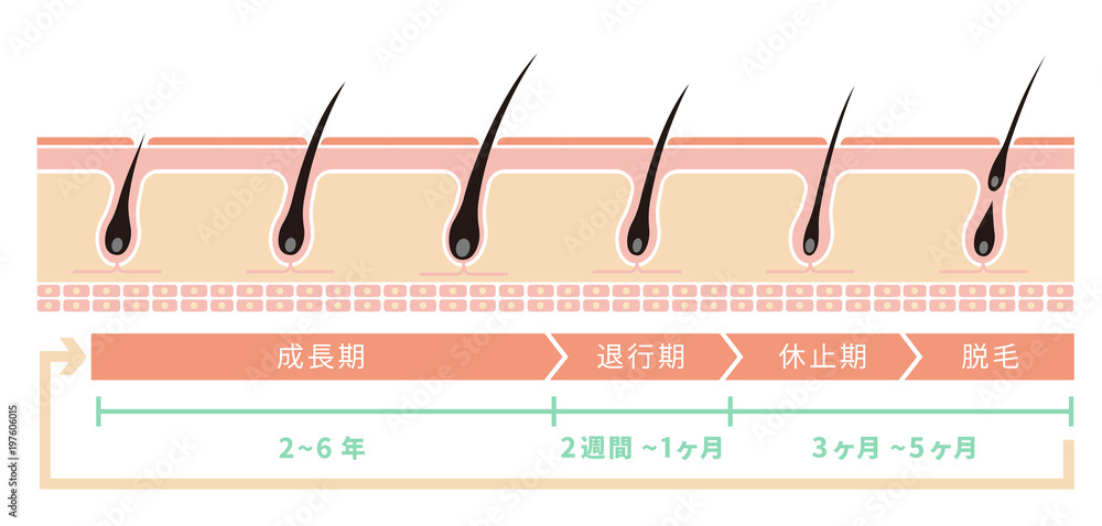 毛髪 ヘアサイクル イラスト Stock ベクター Adobe Stock