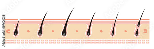Normal hair cycle illustration (no text)