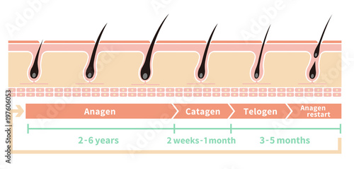 Normal hair cycle illustration (english)