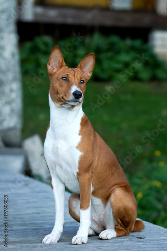 A beautiful brown and white Basenji dog head portrait with cute expression in the face watching other dogs.