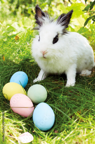 Happy Easter! Background with colorful eggs in basket. Easter bunny and Easter eggs on green grass © natasnow