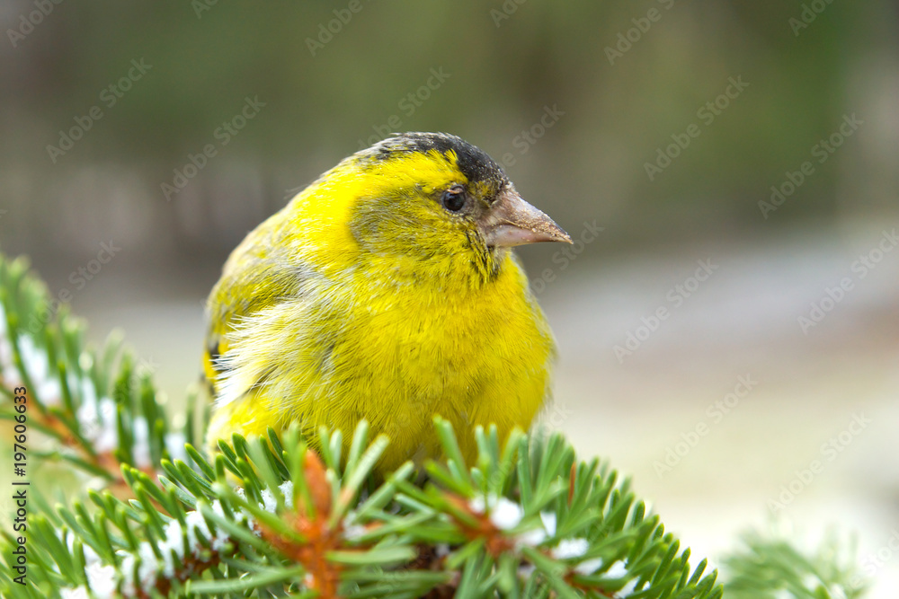 The eurasian siskin sitting on the wood stub. The eurasian siskin sitting on the wood stub.