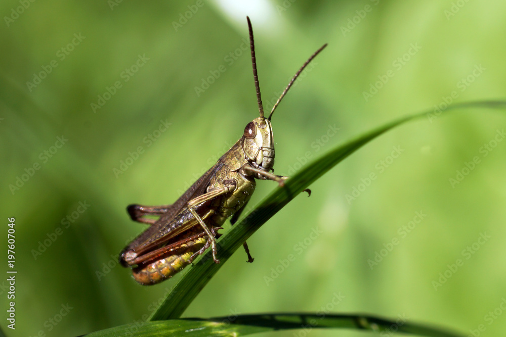 The green grasshopper sits on a stalk of grass. Blurring background. The green grasshopper sits on a stalk of grass. Blurring background.